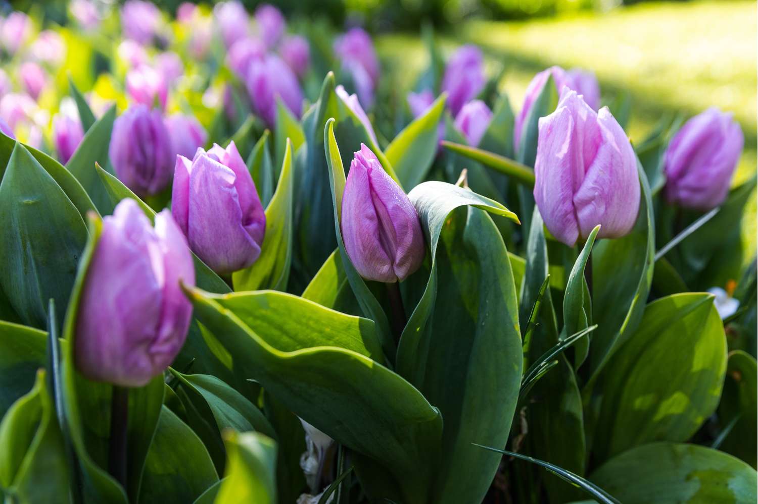 Tulpe 'Candy Prince' - Tulipaner
